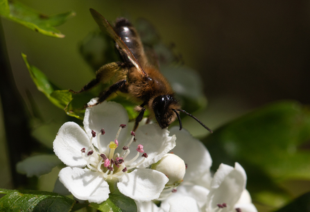 Hawthorn with honey bee