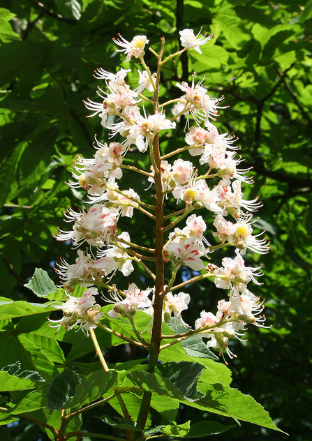 Horse Chestnut blossom