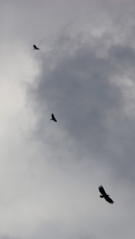 White-tailed Sea Eagle G816 was spotted by Dr Sophie-lee Williams dwarfing all birds soaring with him