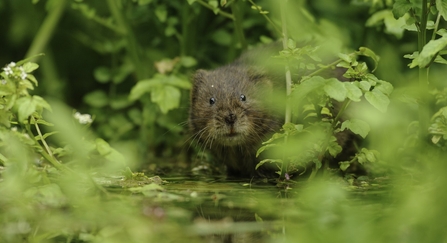 Water vole