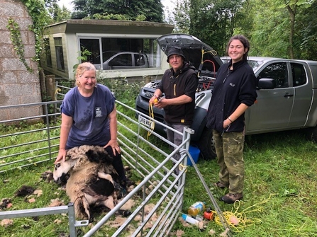 Pauline with trainees Martin and Calista shearing badger-faced ewes