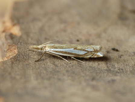 Crambus pratella moth