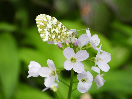 Female  Orange tip on Ladysmock