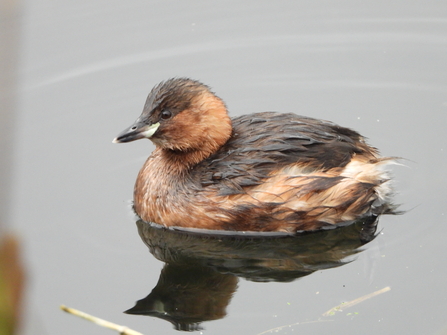 Little grebe