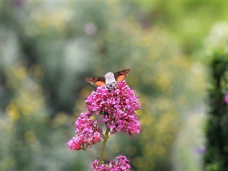 Hummingbird hawkmoth