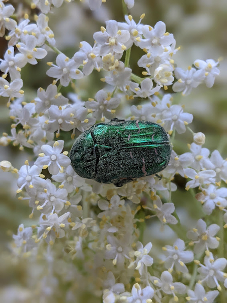 Rose Chafer beetle