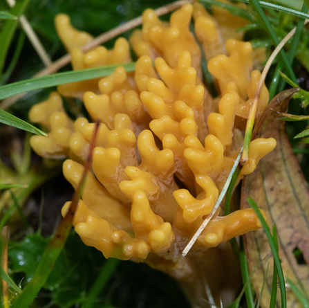 Meadow coral