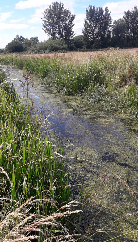 A reen on the Levels in good condition and not shaded