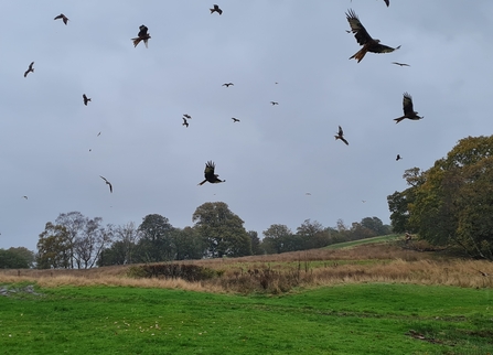 Gigrin Farm Red Kite Feeding Centre