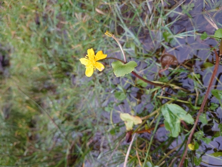 Marsh marigold at Magor Marsh