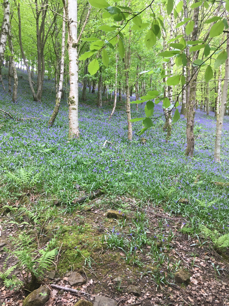 Bluebell Woods