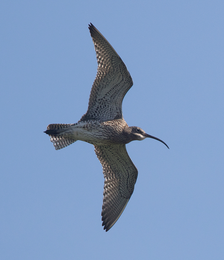 Curlew in flight