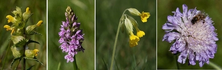 wildflowers