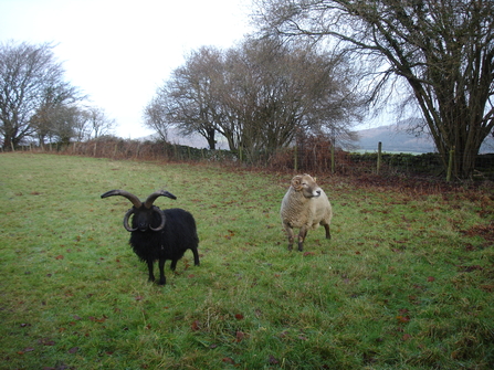 'Four Horn' Phil and Idris the Hill Radnor