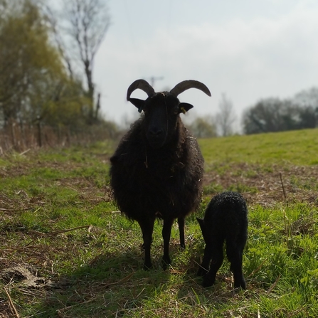 Hebridean sheep and lamb