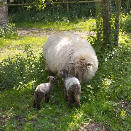 sheep and lambs May 2023