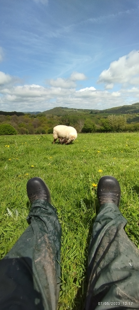 Pauline and sheep