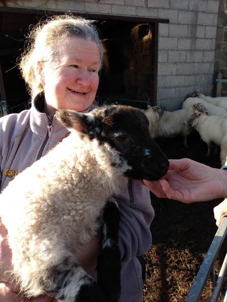 3 week old Keiran the ram lamb with Pauline