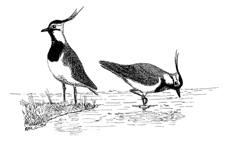 Pair of lapwing sketched by Richard Mundy
