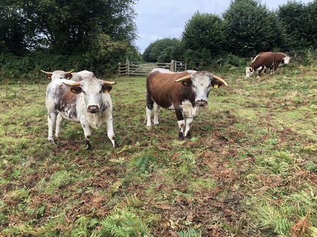 Cattle standing in field by bracken with gates in background