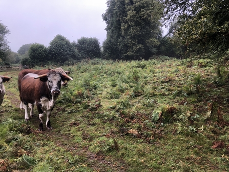 Cattle standing in field near reduced bracken