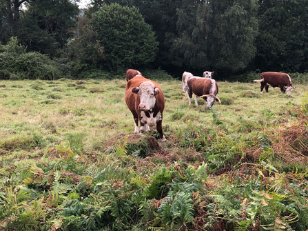 Cows next to bracken with anthills in background