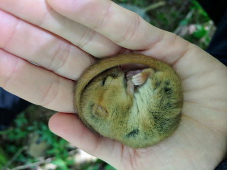 Torpid dormouse in hand