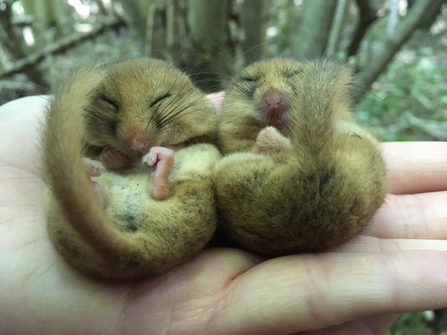 Two torpid dormice in a hand 