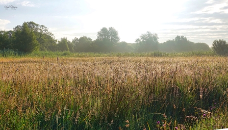 Magor Marsh Nature Reserve by Hugh Gregory