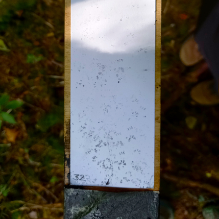 Dormouse Monitoring footprints from tunnel