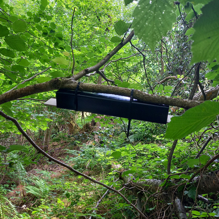 Dormouse Monitoring tunnel on hazel branch