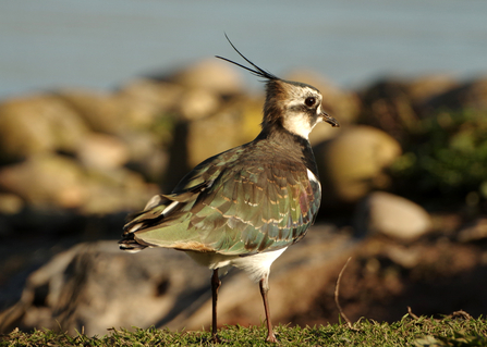 An adult lapwing on the Gwent Levels.