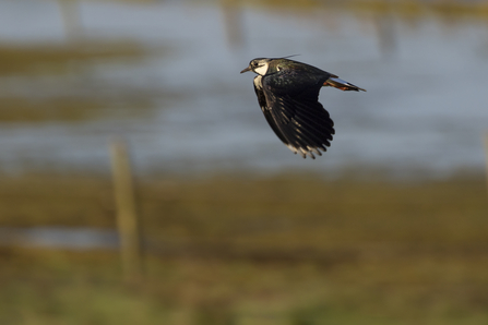 Adult lapwing in flight over the Gwent Levels
