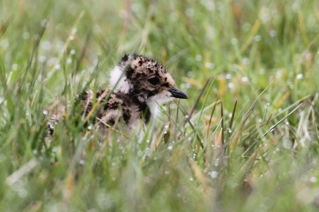 Lapwing chick in grass