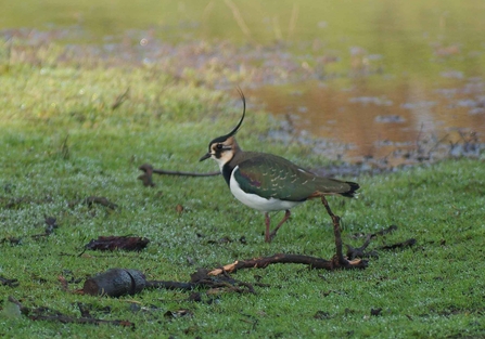 An adult lapwing on the Gwent Levels.