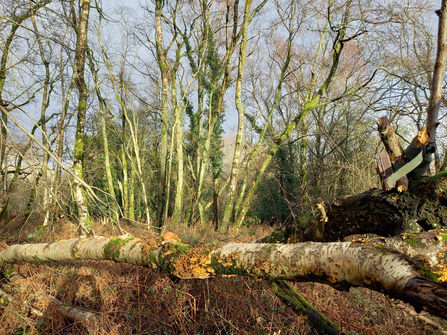 A camera trap on a branch in woodland facing a egg left as bait for pine martens