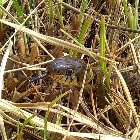 Grass snake at Magor