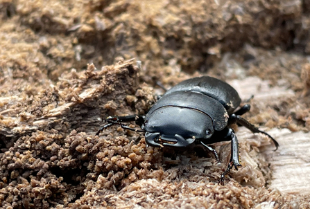 Image of a Lesser Stag Beetle