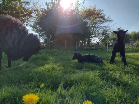 Pentwyn lambs
