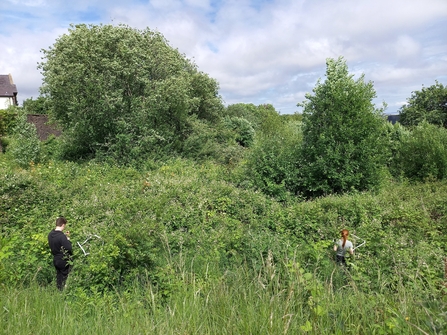 Pollinator Surveys at The Twmps - Kath Beasley