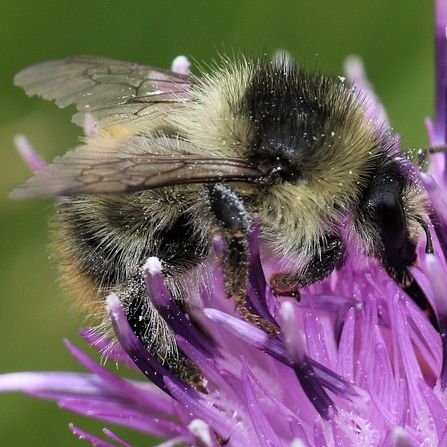 Shrill Carder Bee - Andy Karran