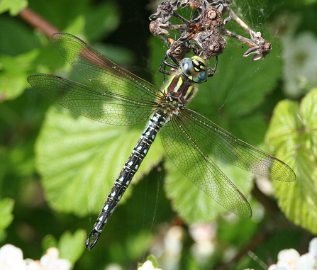 Hairy Dragonfly - Andy Karran