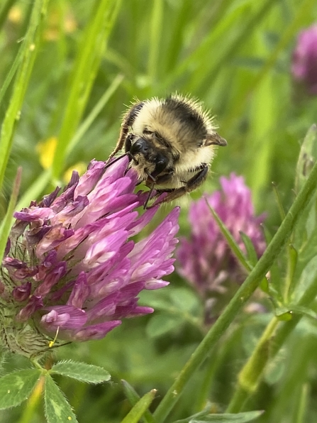 A shrill carder bee on red clover taken at Bridewell Common