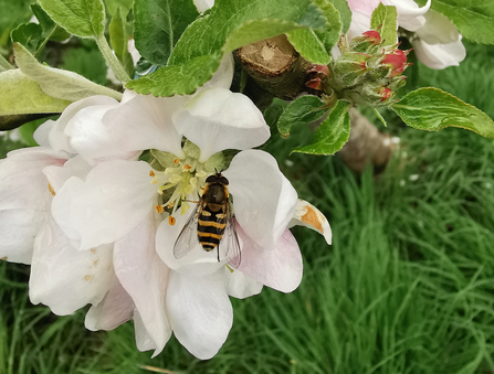 Image of Orchard Tree in Flower with Hoverfly