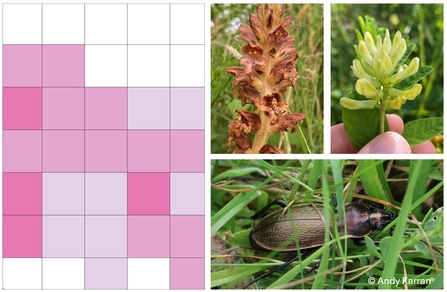 Grid map sample and some wildlife