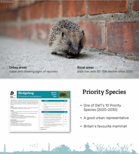 Hedgehog presentation