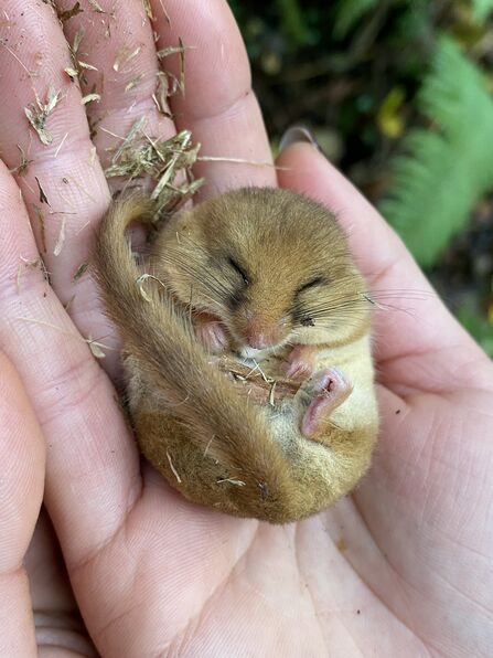 Dormouse asleep in hand