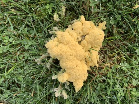 Dog's Vomit Slime Fungus - a yellow fungus on grass