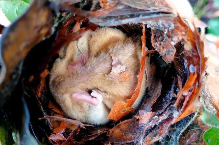 Door mouse in leaves