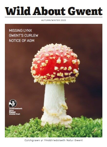 Front cover of Wild About Gwent magazine with Fly Agaric mushroom